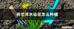 洋水仙盆栽 配土和种植步骤 荷兰洋水仙花怎么种植