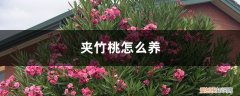 夹竹桃怎么养才能开花 夹竹桃怎么养