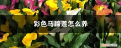 彩色马蹄莲怎么养植 彩色马蹄莲怎么养，能养几年