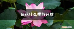 菊花什么季节开放 荷花什么季节开放