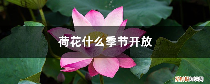 菊花什么季节开放 荷花什么季节开放