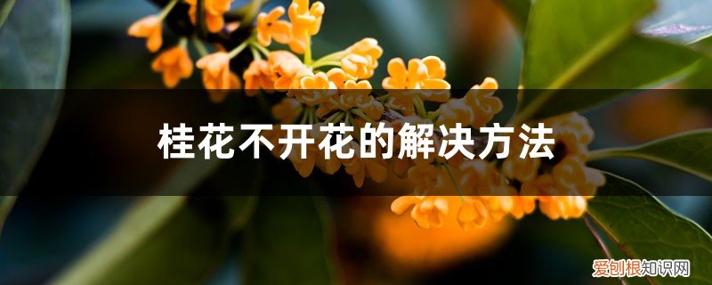 桂花不开花的解决方法视频 桂花不开花的解决方法