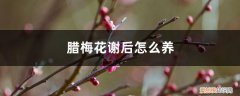 腊梅开花后养护 腊梅花谢后怎么养