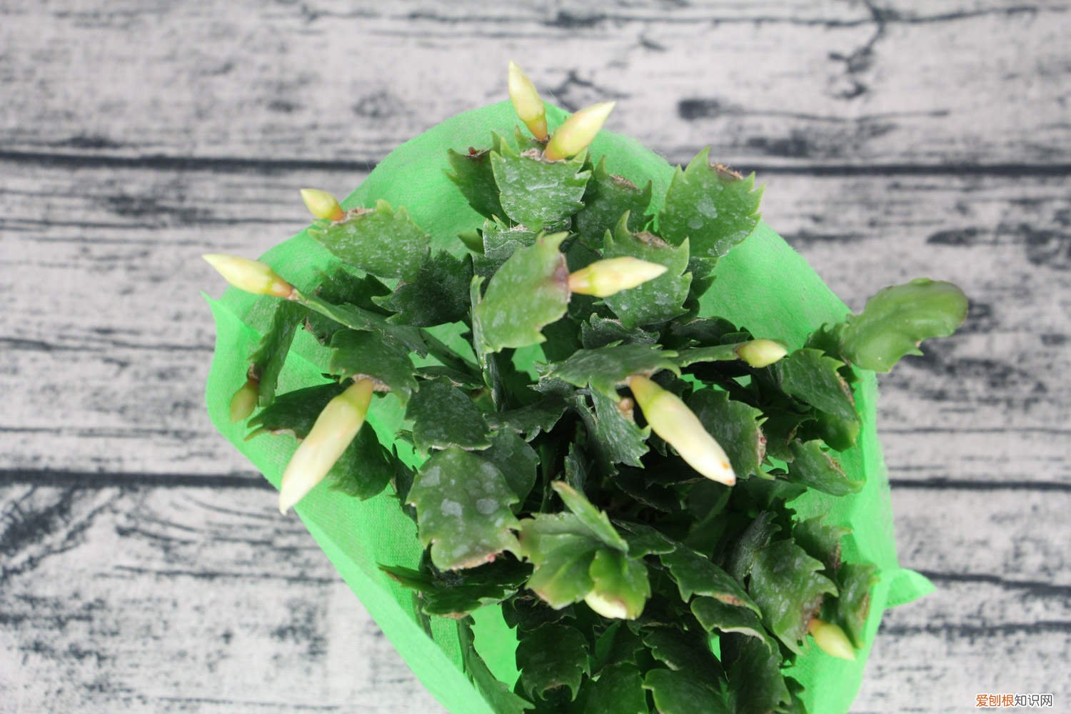 蟹爪兰怎么养护和管理 蟹爪兰怎么养