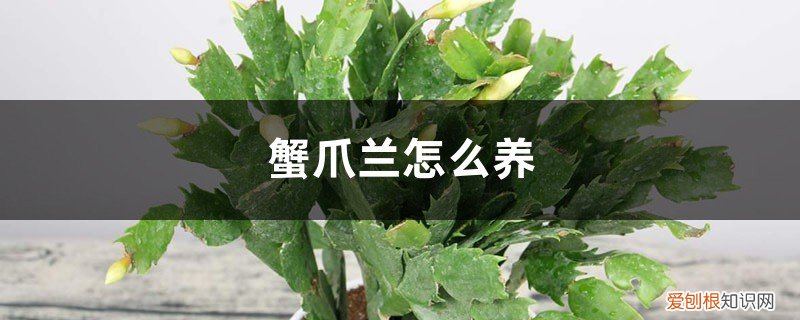 蟹爪兰怎么养护和管理 蟹爪兰怎么养