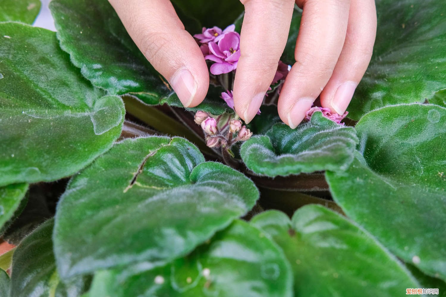 非洲堇怎么过冬天 非洲堇的养殖方法和注意事项