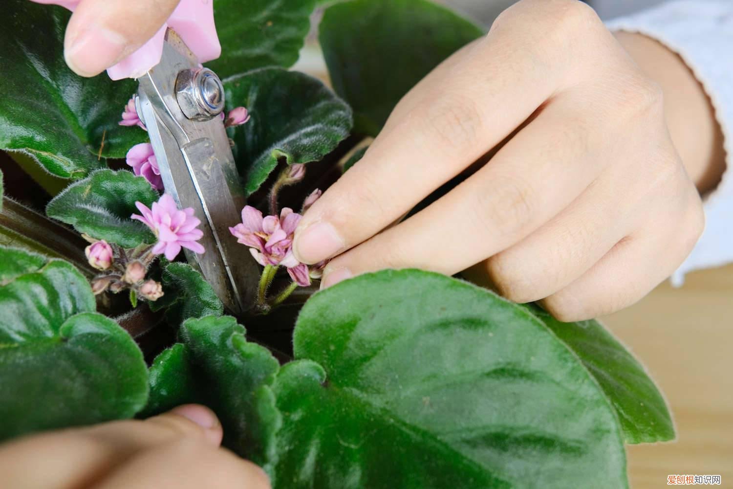 非洲堇怎么过冬天 非洲堇的养殖方法和注意事项