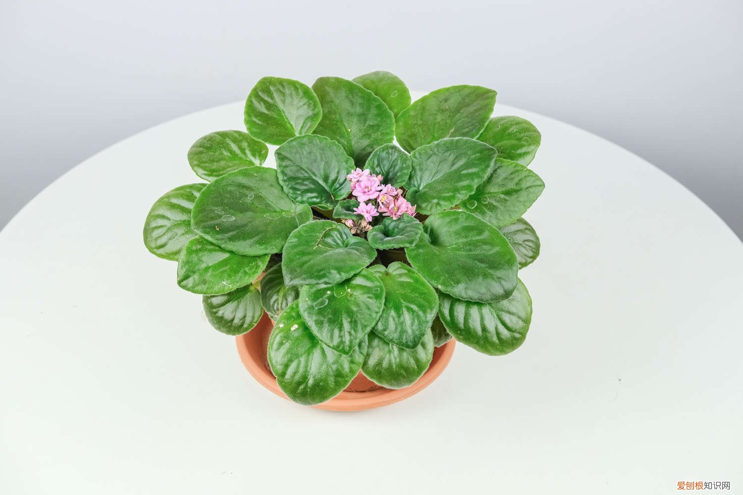 非洲堇怎么过冬天 非洲堇的养殖方法和注意事项