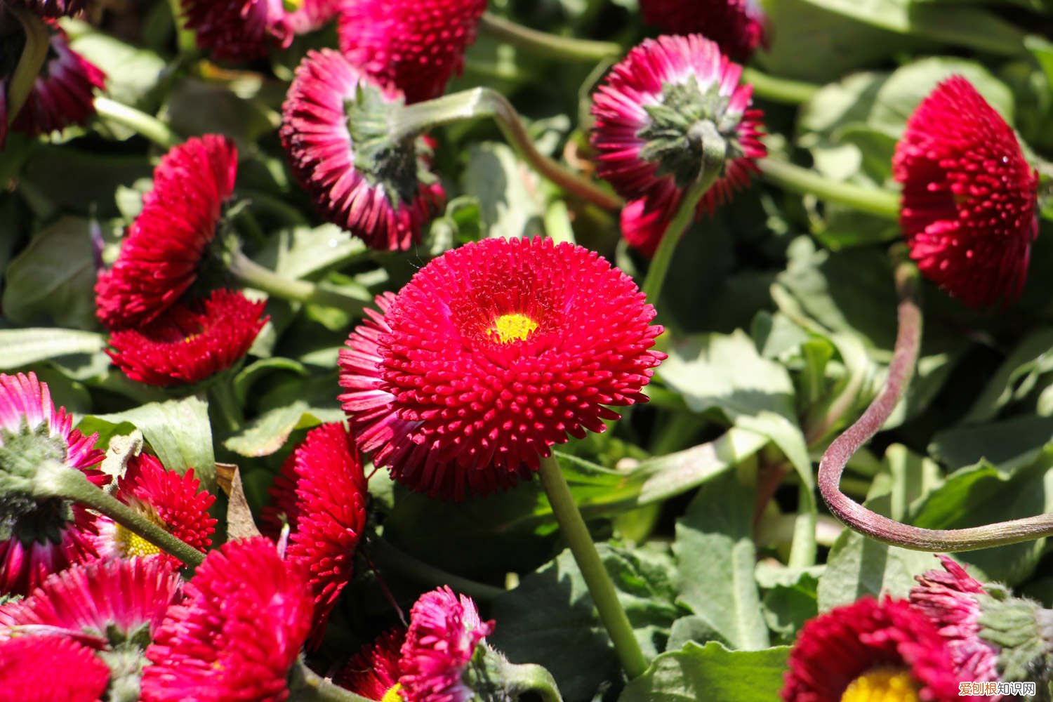 雏菊春天怎么养殖 雏菊春天怎么养