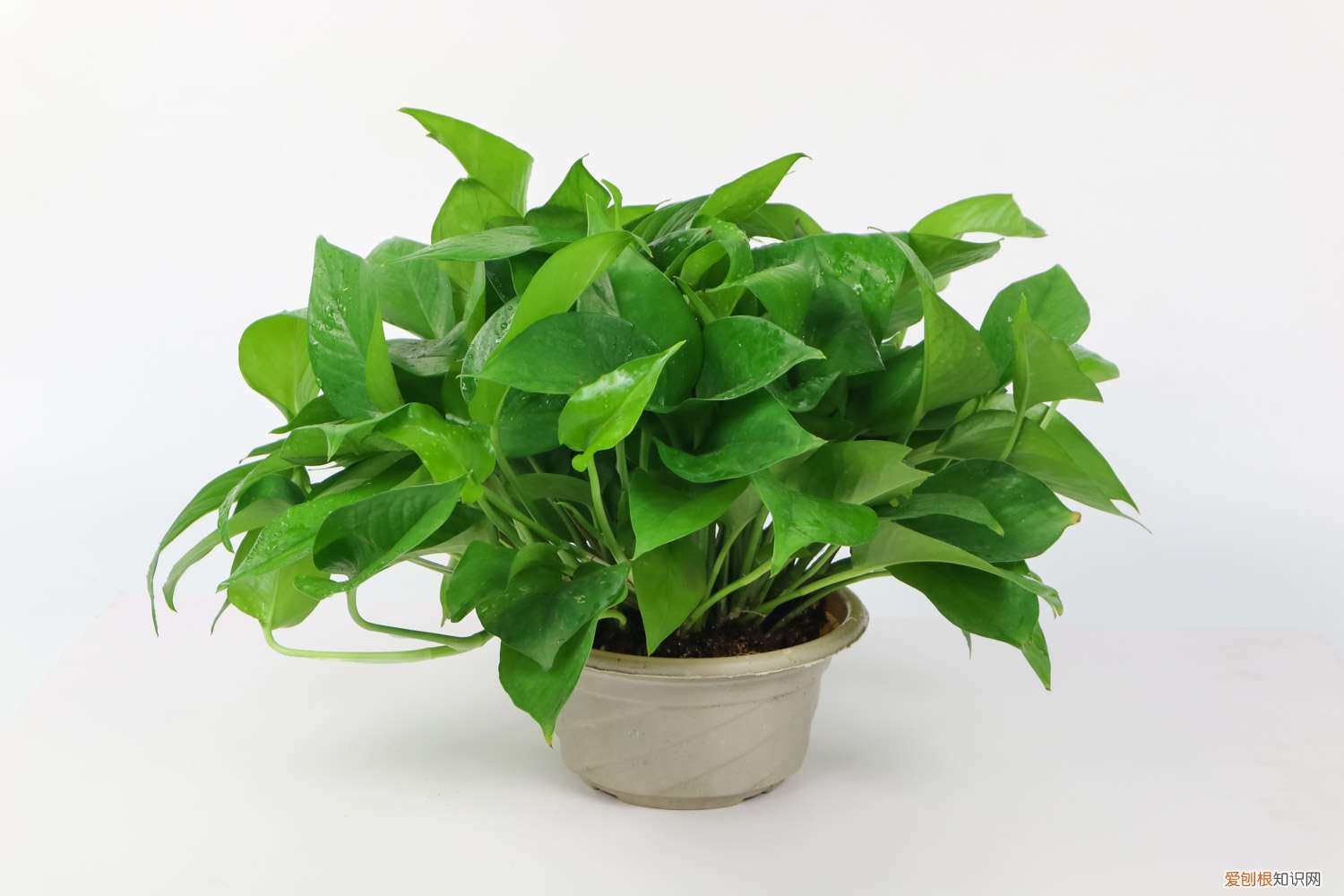 绿萝怎么能让它茂盛 “绿萝”这么养，长出“小机关”，叶子茂盛成瀑布