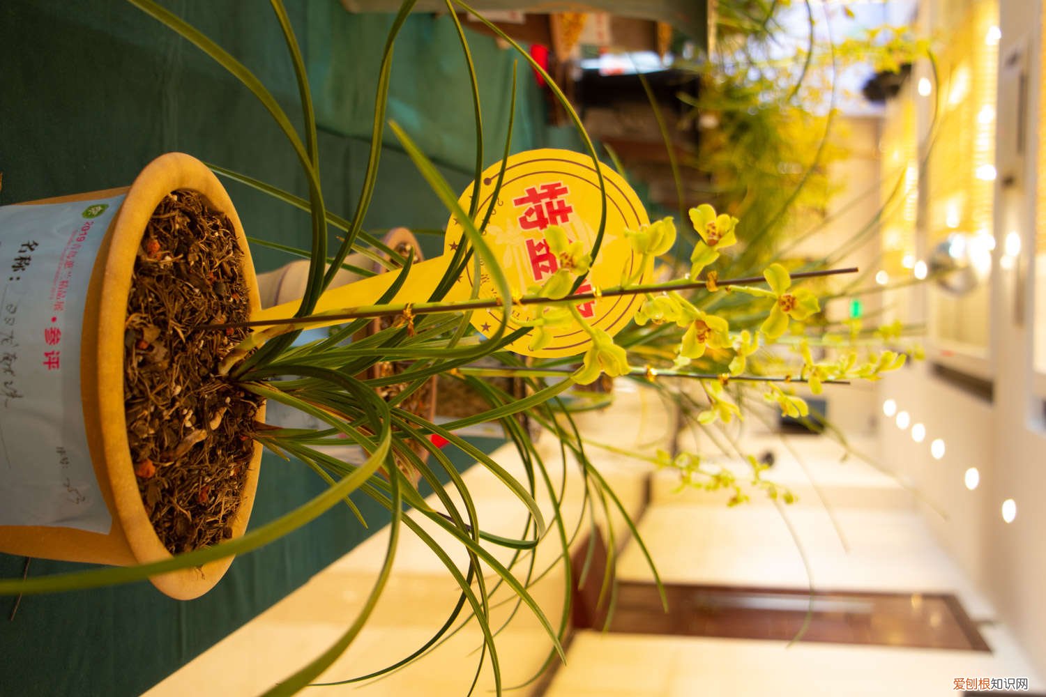 兰花有花芽了怎么养护 兰花发芽了要怎么养