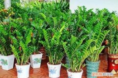 盆栽植物叶子 这4种“植物”，常见又好养，1片叶片插土里，30天成盆栽