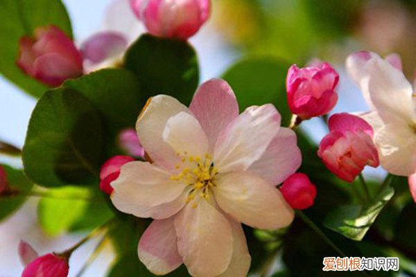 花施肥多了 花肥不如这种“废料”，浇一次肥效足，“植株”棵棵长势旺！