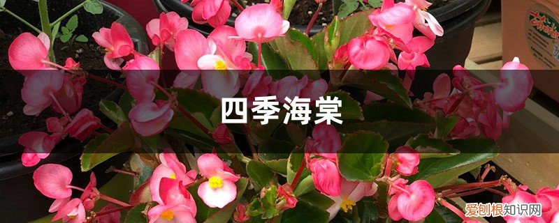 四季海棠花怎样修枝剪叶 四季海棠在家养，这样“剪几刀”，开花旺叶片绿，喜气洋洋！