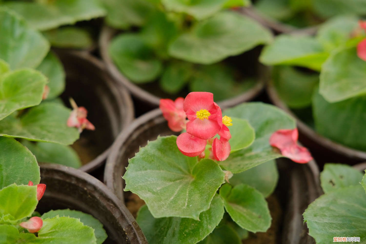 四季海棠花怎样修枝剪叶 四季海棠在家养，这样“剪几刀”，开花旺叶片绿，喜气洋洋！