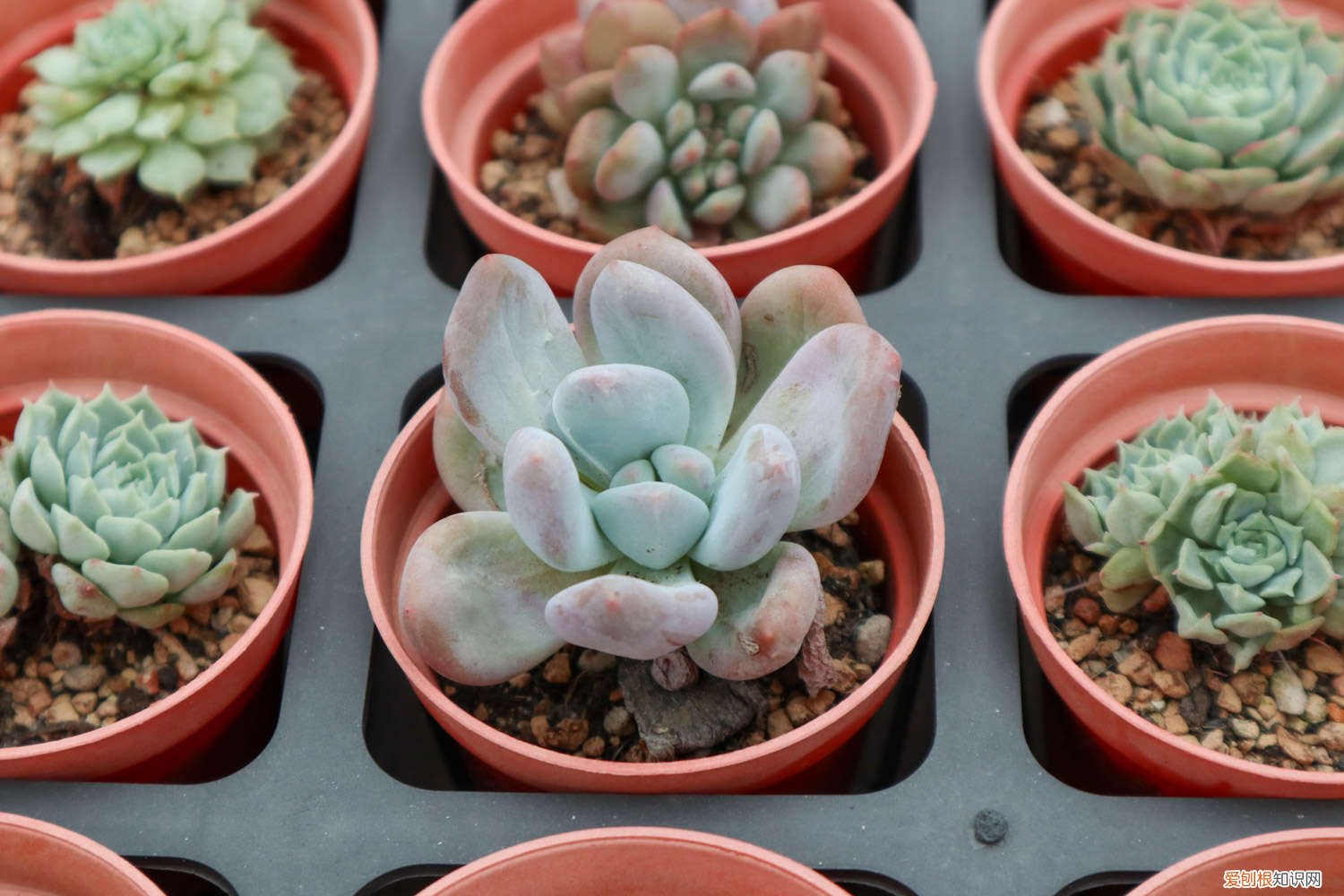 怎么养多肉 多肉植物怎么养护