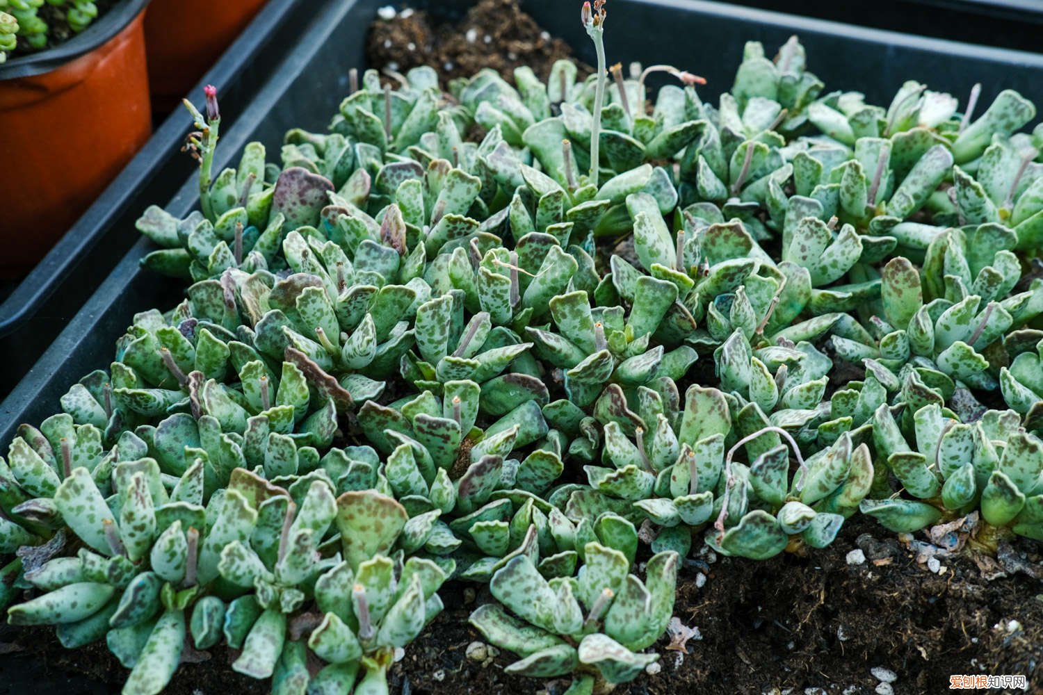 怎么养多肉 多肉植物怎么养护