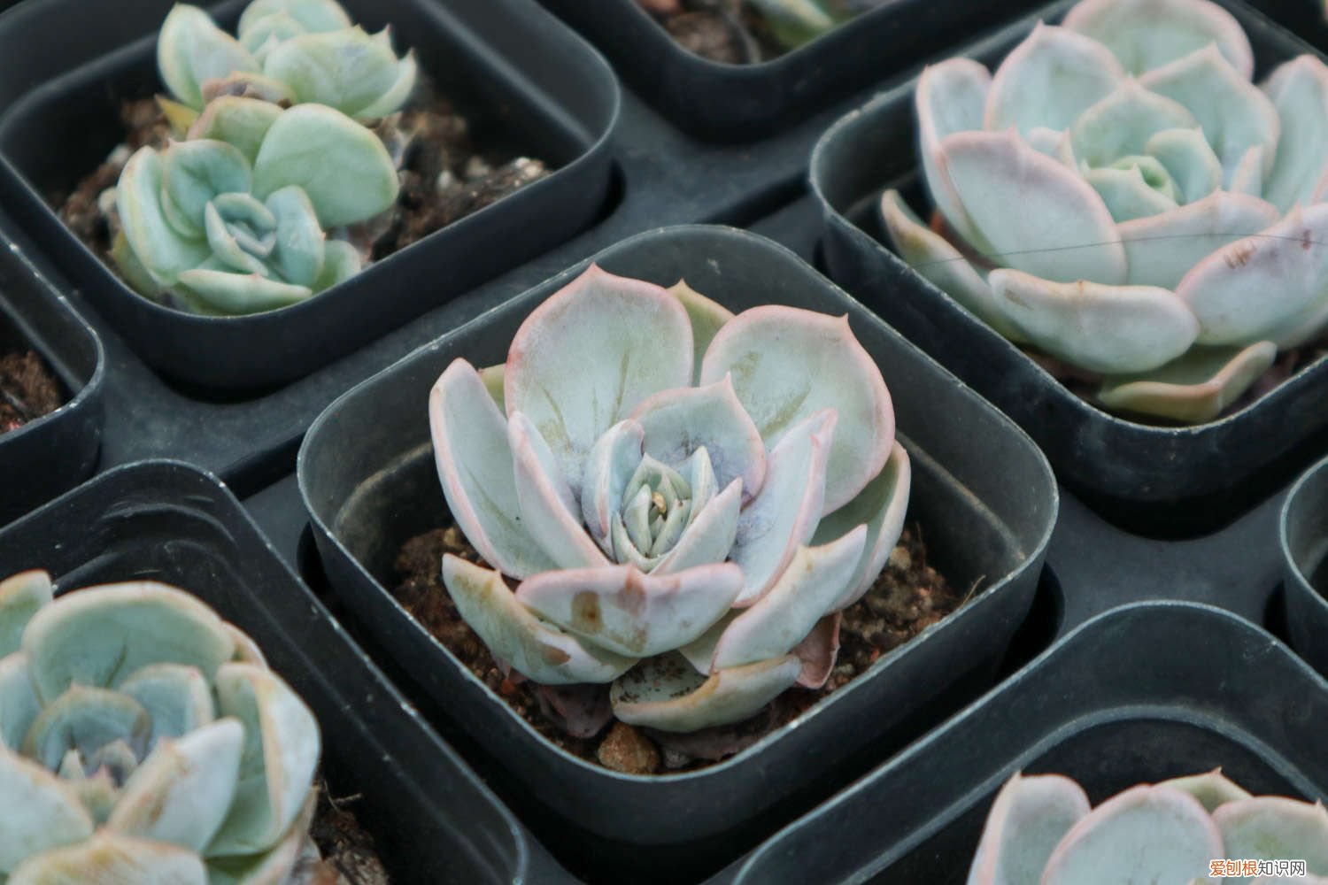 怎么养多肉 多肉植物怎么养护