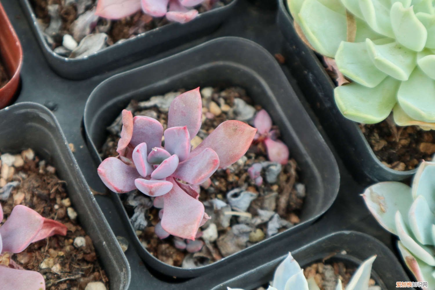 怎么养多肉 多肉植物怎么养护