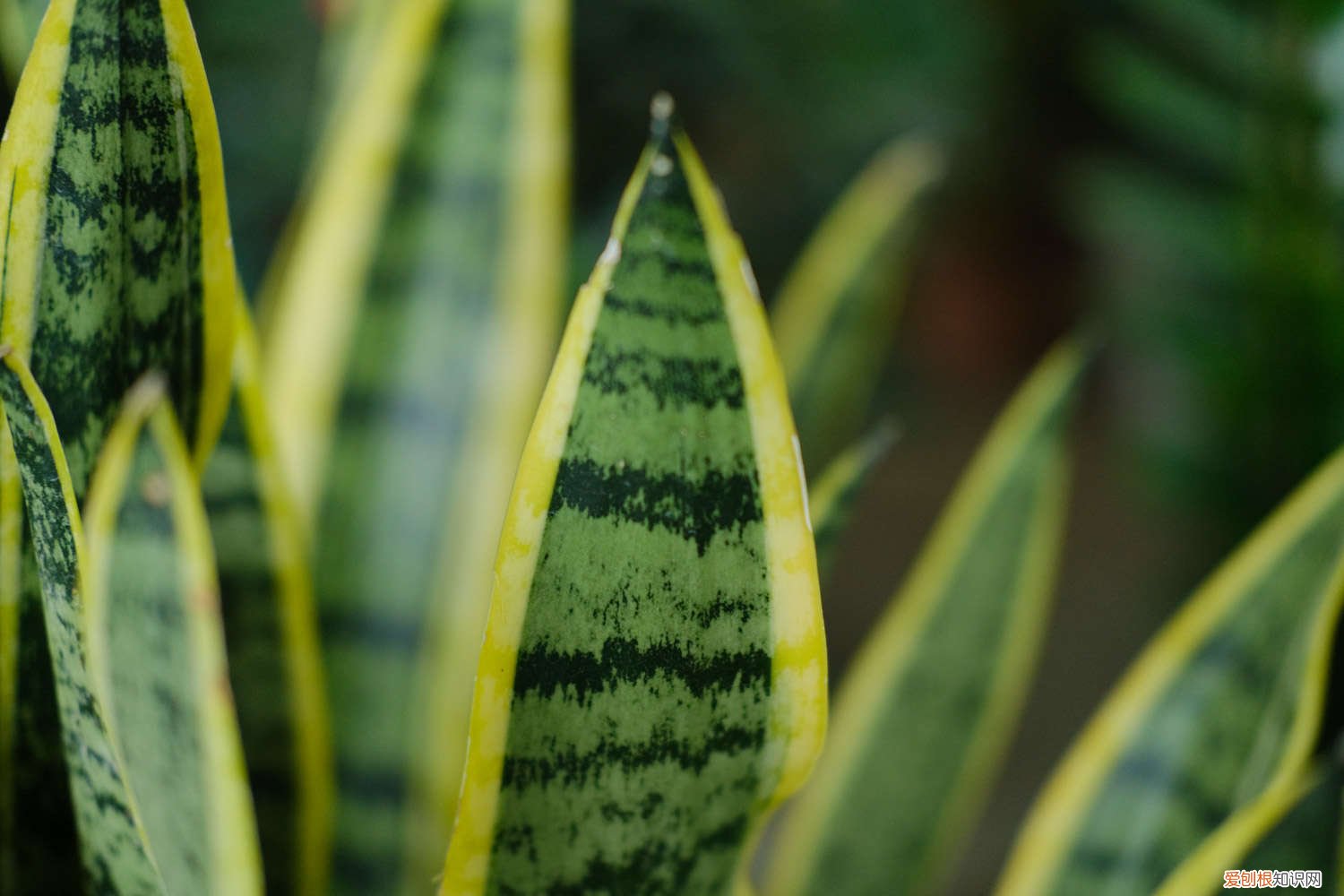 金边虎皮兰扦插方法 斜插 金边虎皮兰扦插方法