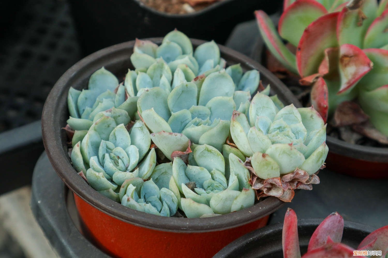 多肉植物怕冷吗怎么养 多肉植物怕冷吗