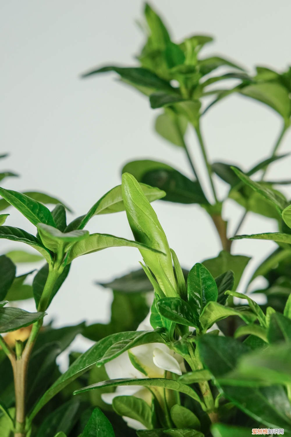 大叶栀子花的养殖方法和注意事项有哪些 大叶栀子花的养殖方法和注意事项