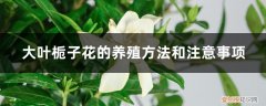 大叶栀子花的养殖方法和注意事项有哪些 大叶栀子花的养殖方法和注意事项