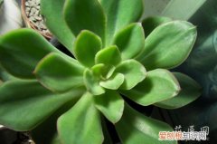 霜之鹤 碧桃的区别 霜之鹤和花之鹤的区别