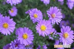 荷兰菊种植方法和时间 荷兰菊种植方法