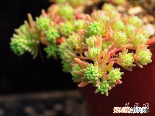 多肉植物如何度夏(简单粗暴 花友实践：多肉植物如何度夏)