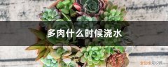 多肉什么时候浇水? 多肉什么时候浇水
