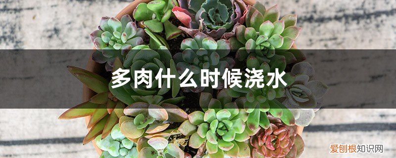 多肉什么时候浇水? 多肉什么时候浇水