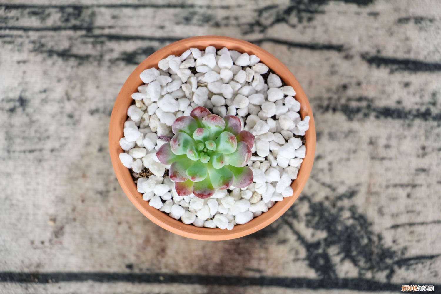 多肉什么时候浇水? 多肉什么时候浇水