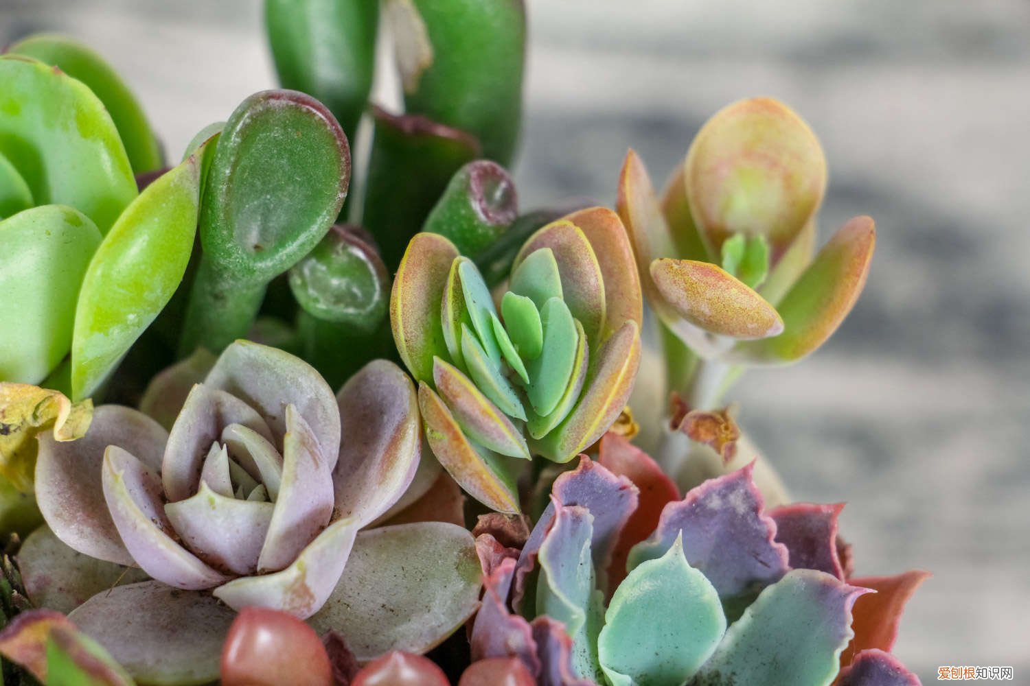 薄化妆多肉怎么养活 薄化妆多肉怎么养