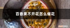 百香果不开花怎么催花呢 百香果不开花怎么催花
