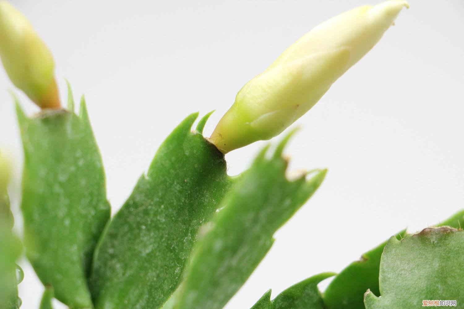 蟹爪兰只开了一朵花 蟹爪兰有个“小开关”，打开后花芽冒不停，开花将近200朵！