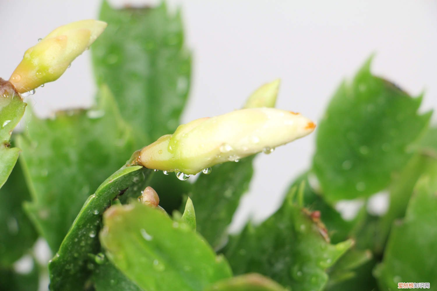 蟹爪兰只开了一朵花 蟹爪兰有个“小开关”，打开后花芽冒不停，开花将近200朵！