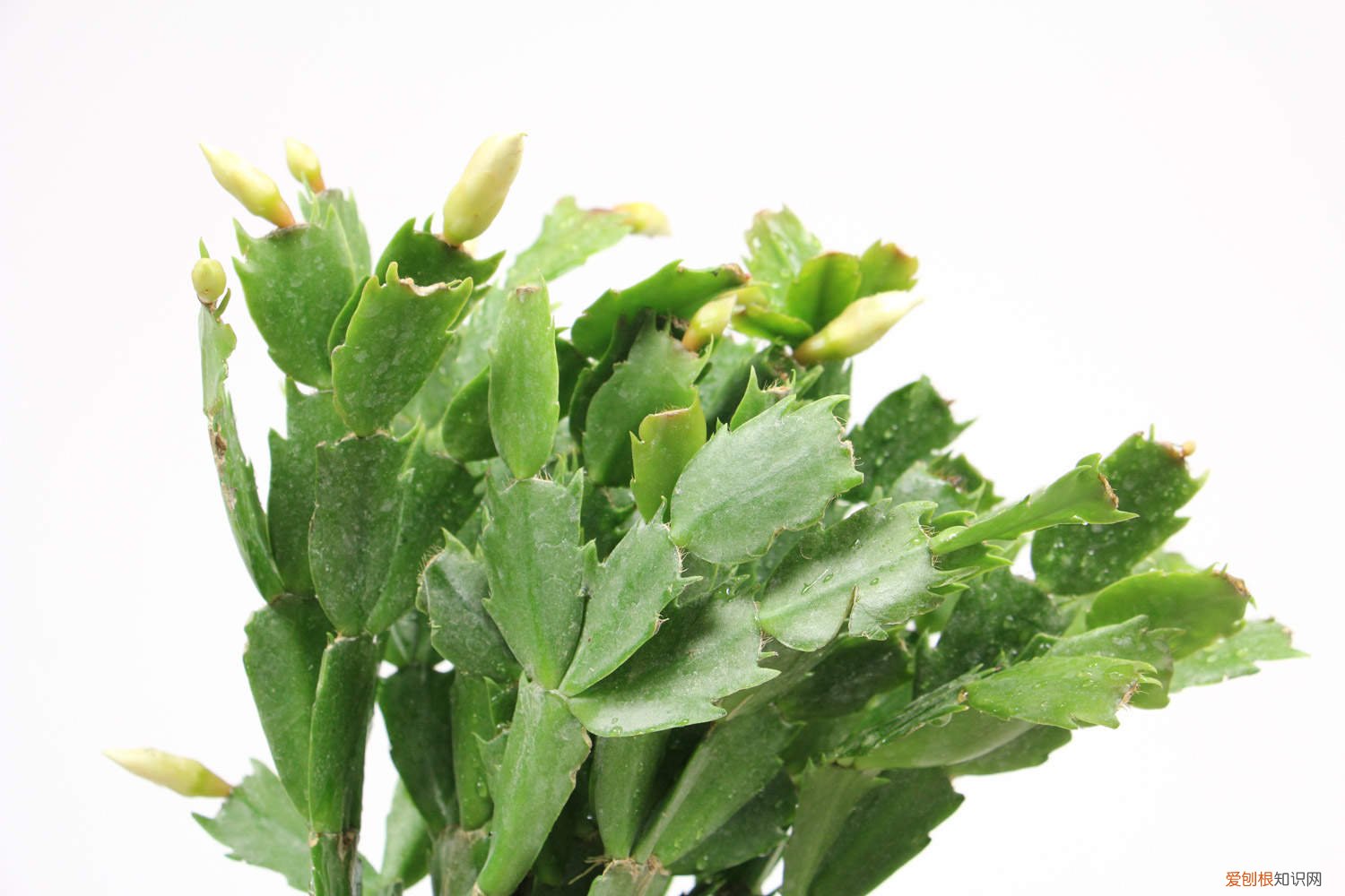 蟹爪兰只开了一朵花 蟹爪兰有个“小开关”，打开后花芽冒不停，开花将近200朵！