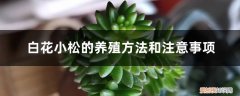 白花小松的养殖方法和注意事项图片 白花小松的养殖方法和注意事项