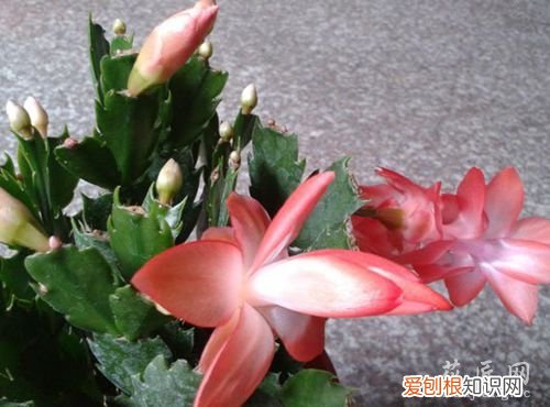 蟹爪兰追肥 蟹爪兰施肥技巧分享