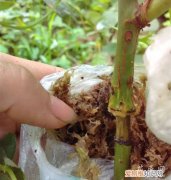 月季怎样高压繁殖 月季高压繁殖的方法分享