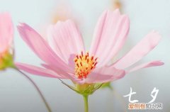 2023七夕节结婚好吗 2023七夕适合结婚吗