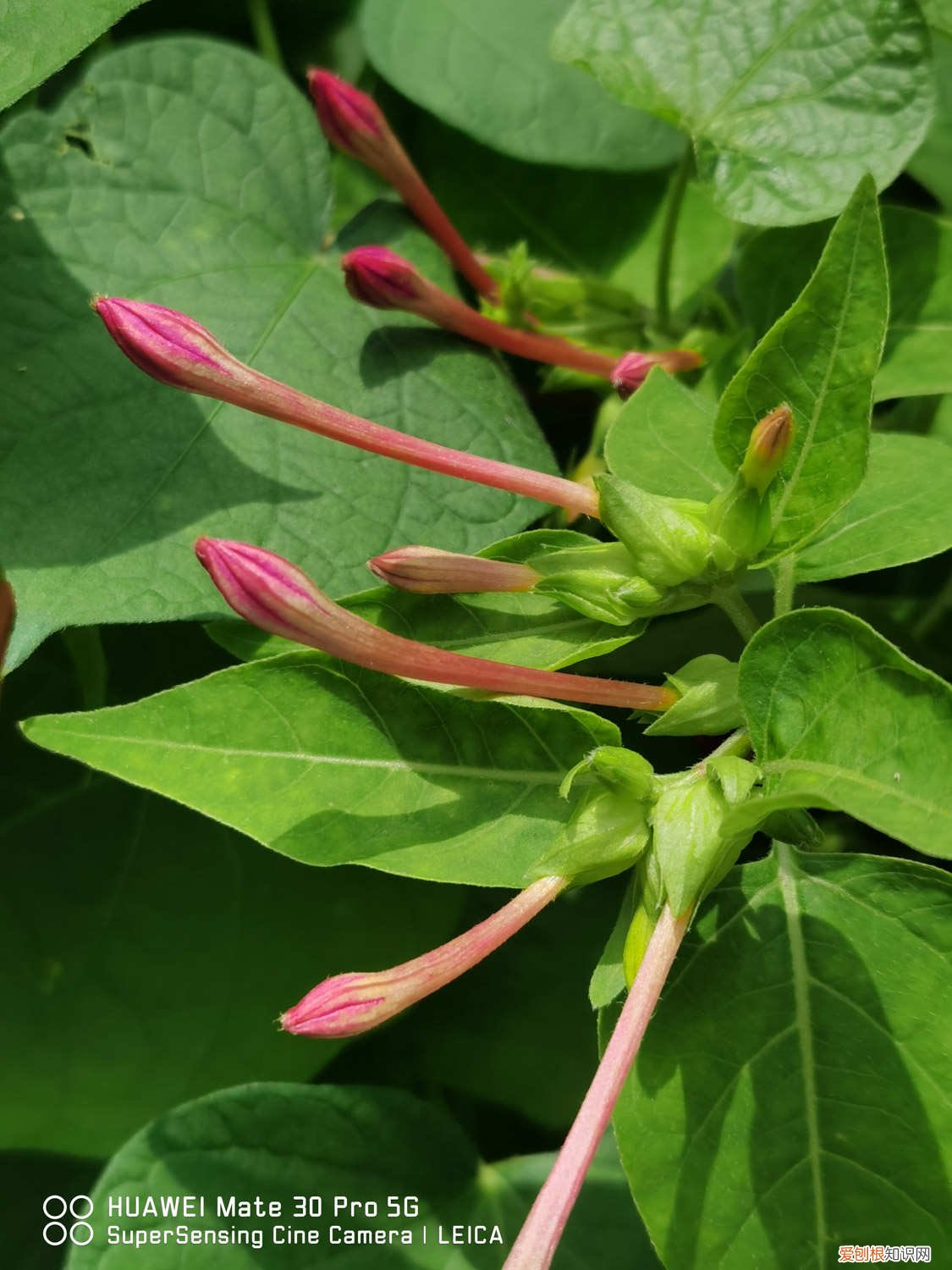 紫茉莉怎么养 紫茉莉的养殖方法和注意事项