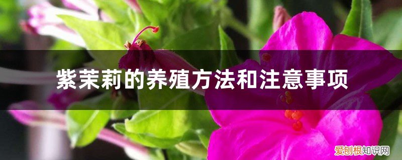 紫茉莉怎么养 紫茉莉的养殖方法和注意事项