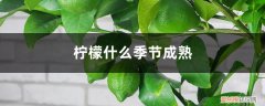 柠檬熟的季节 柠檬什么季节成熟