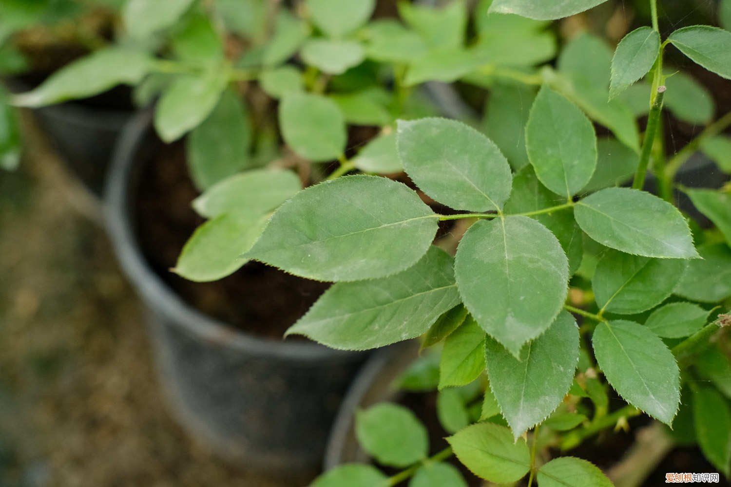 月季扦插方法与时间(图解 月季的扦插方法和时间)