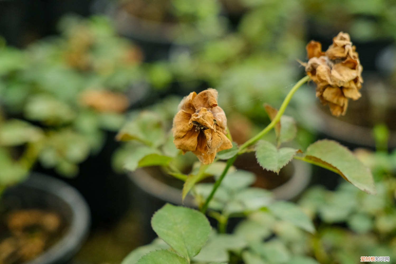 月季扦插方法与时间(图解 月季的扦插方法和时间)