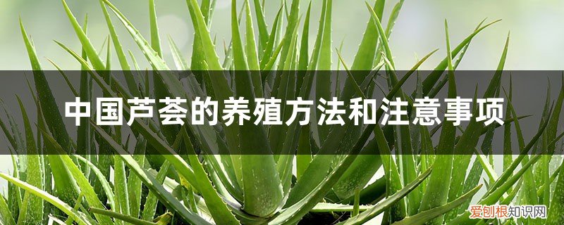 芦荟怎样养殖和注意事项 中国芦荟的养殖方法和注意事项
