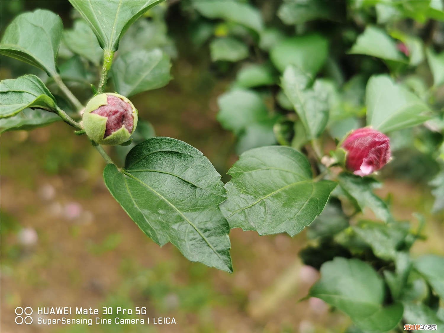 木槿怎么养才能开花 木槿怎么养