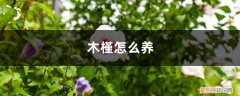 木槿怎么养才能开花 木槿怎么养